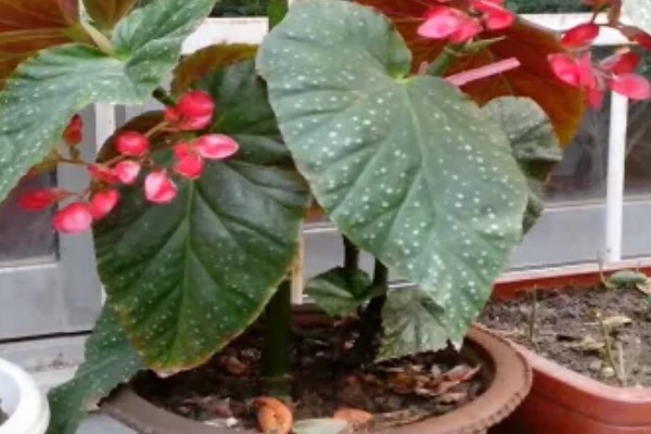 相思花是哪种花,是指秋海棠