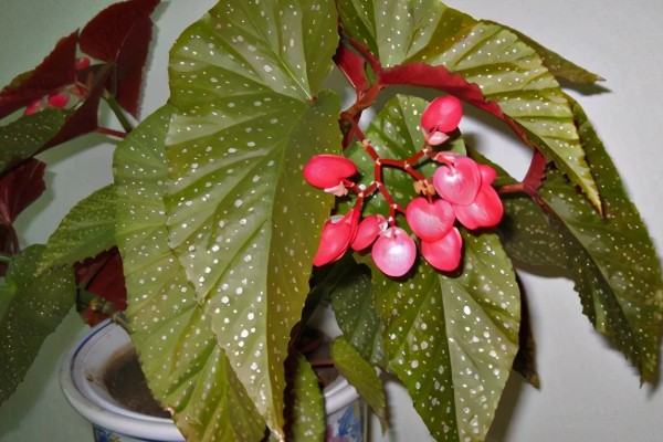 相思花是哪种花,是指秋海棠