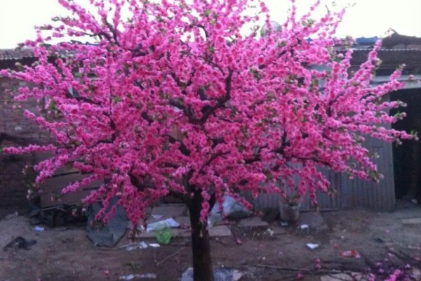 什么是桃花粉，是桃树花瓣经膜技术净化制成的