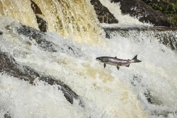 鱼类为什么要洄游,可能是要产卵了