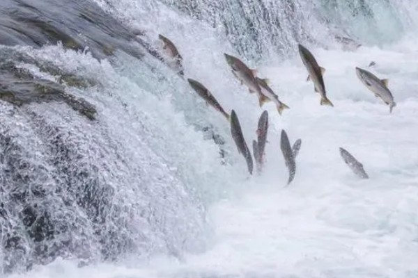 鱼类为什么要洄游,可能是要产卵了