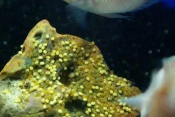 鱼类为什么要洄游,可能是要产卵了