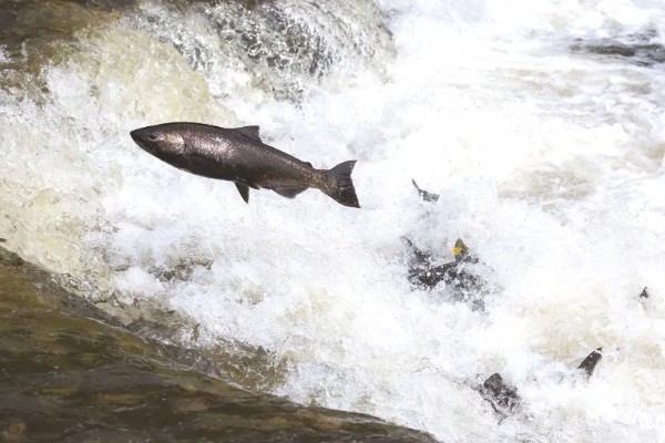 鱼类为什么要洄游,可能是要产卵了