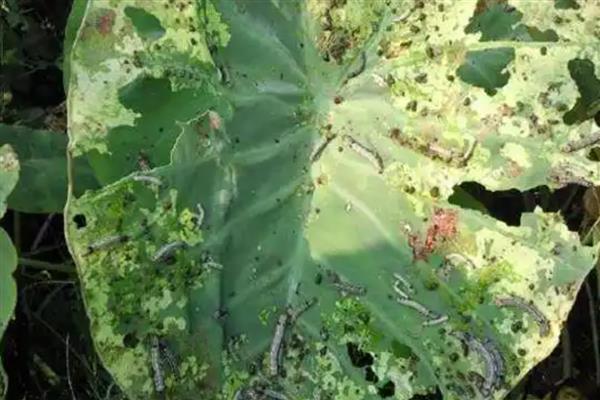 芋头常见病虫害如何防治,不同病虫害的防治方法不同