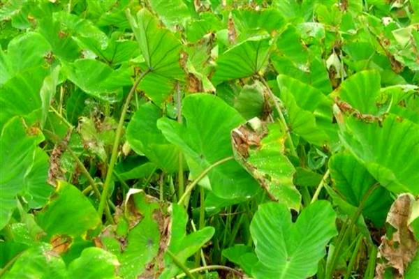芋头常见病虫害如何防治,不同病虫害的防治方法不同