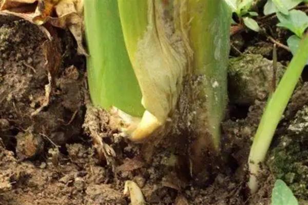 芋头常见病虫害如何防治,不同病虫害的防治方法不同