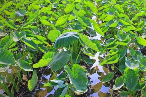 芋头常见病虫害如何防治,不同病虫害的防治方法不同