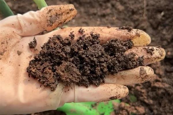 带叶兜兰的养殖方法，平时放在室内光线明亮且通风的地方