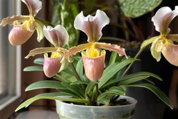 带叶兜兰的养殖方法，平时放在室内光线明亮且通风的地方