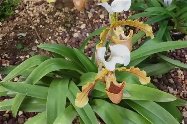 带叶兜兰的养殖方法，平时放在室内光线明亮且通风的地方