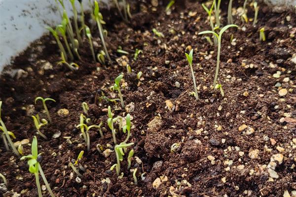 满天星幼苗的外观，刚萌发时与黄豆相似