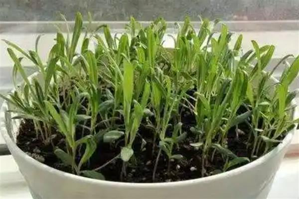 满天星幼苗的外观，刚萌发时与黄豆相似