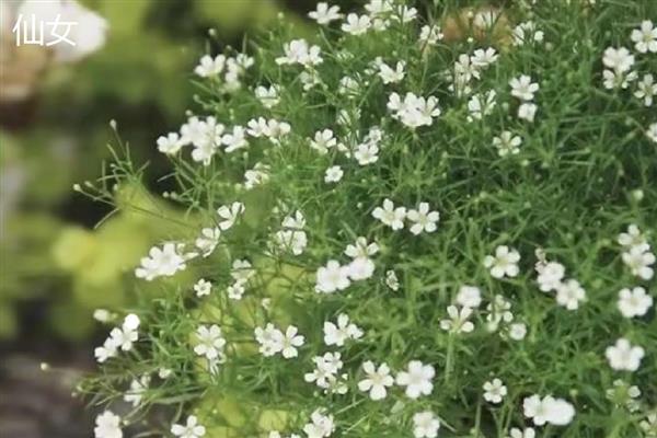 满天星幼苗的外观，刚萌发时与黄豆相似