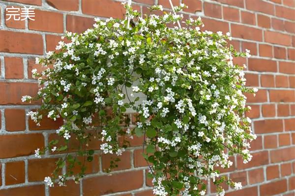 满天星幼苗的外观，刚萌发时与黄豆相似