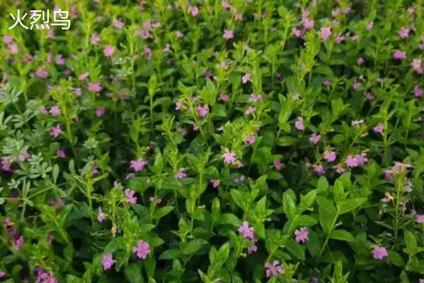 满天星幼苗的外观，刚萌发时与黄豆相似