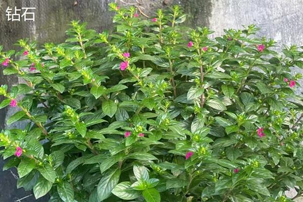 满天星幼苗的外观，刚萌发时与黄豆相似