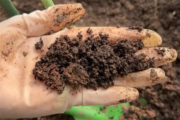 君子兰怎么配营养土，使用腐叶土、河沙、松树皮配制盆土
