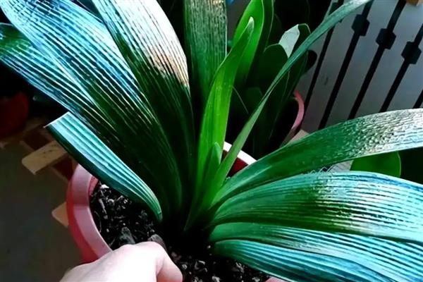 君子兰怎么配营养土，使用腐叶土、河沙、松树皮配制盆土