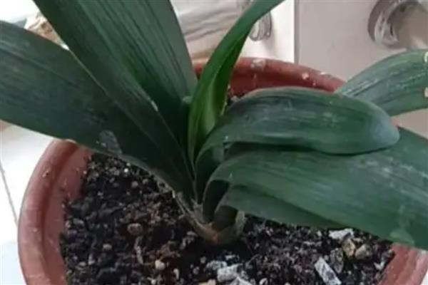 君子兰怎么配营养土，使用腐叶土、河沙、松树皮配制盆土