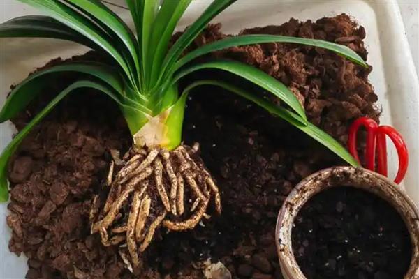 君子兰怎么配营养土，使用腐叶土、河沙、松树皮配制盆土