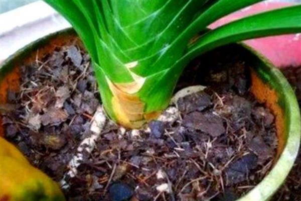 君子兰怎么配营养土，使用腐叶土、河沙、松树皮配制盆土