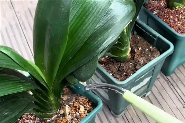 君子兰怎么配营养土，使用腐叶土、河沙、松树皮配制盆土