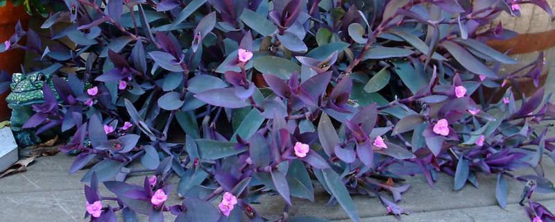 紫竹梅不能在家养殖的原因,家里的光线条件无法满足生长要求