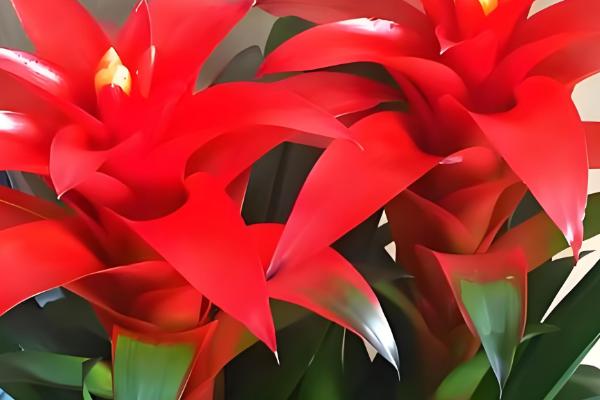 鸿运当头的叶子枯黄的原因，可能是温度太高所致