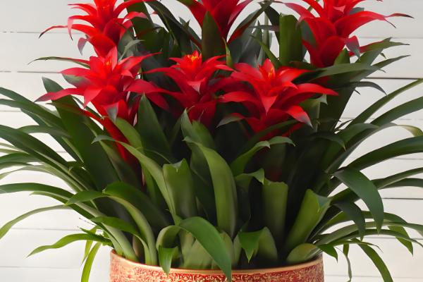 鸿运当头的叶子枯黄的原因，可能是温度太高所致