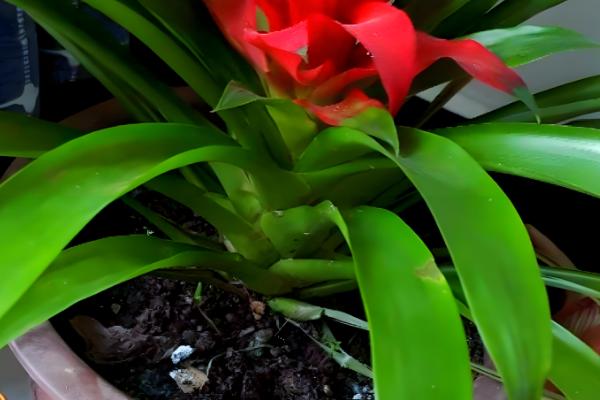 鸿运当头的叶子枯黄的原因，可能是温度太高所致