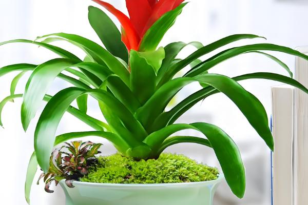 鸿运当头的叶子枯黄的原因，可能是温度太高所致