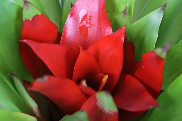 鸿运当头的叶子枯黄的原因，可能是温度太高所致