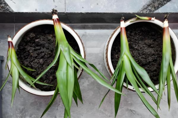 鸿运当头的叶子枯黄的原因，可能是温度太高所致