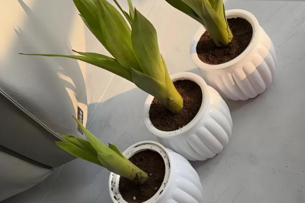 鸿运当头的叶子枯黄的原因，可能是温度太高所致