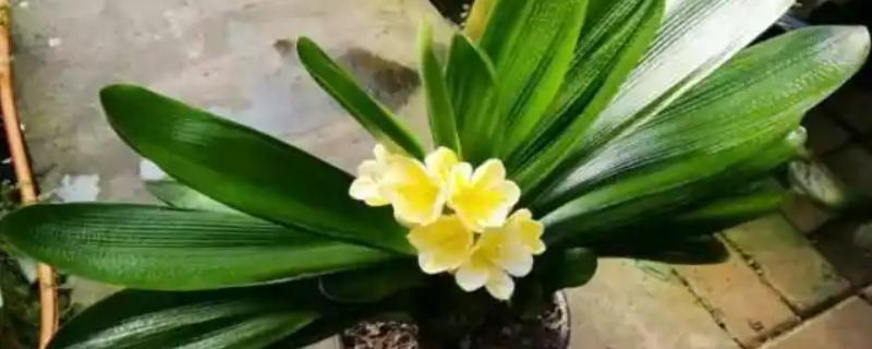 哪些盆栽花卉适合在冬天种植，君子兰、大花蕙兰等品种可供选择