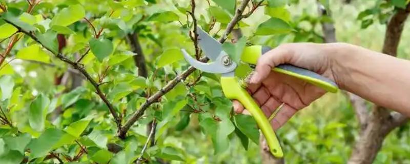 杏树如何修剪，幼树主要培养树体骨架