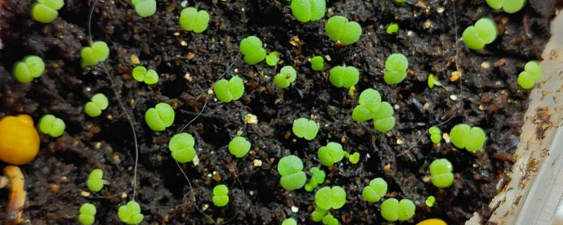 多肉种子如何种植，可以在春季和秋季进行播种