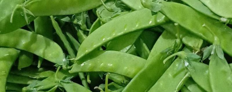 荷兰豆的品种介绍，常见的有矮生大荚荷兰豆、小青荚等