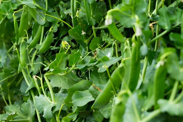 一个豌豆粒中钻入多个幼虫会怎样，通常只有一只幼虫会长大