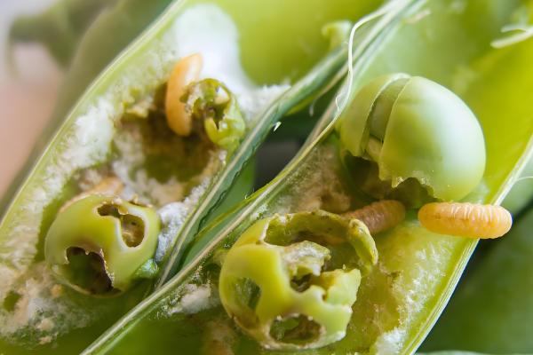 一个豌豆粒中钻入多个幼虫会怎样，通常只有一只幼虫会长大