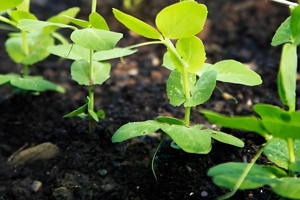 一个豌豆粒中钻入多个幼虫会怎样，通常只有一只幼虫会长大