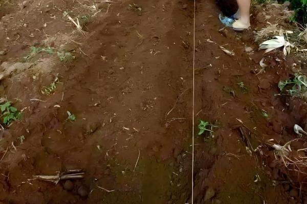 一个豌豆粒中钻入多个幼虫会怎样，通常只有一只幼虫会长大