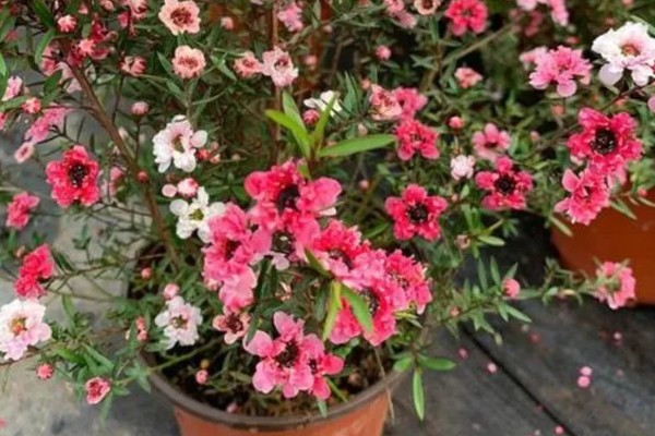 澳洲松红梅怎么养殖，每隔1-2个月追施一次液肥