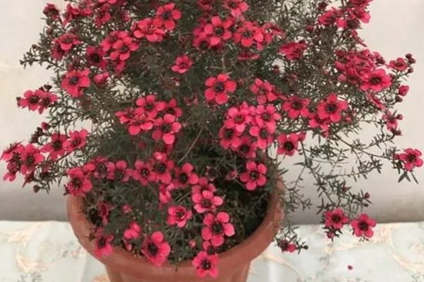 澳洲松红梅怎么养殖，每隔1-2个月追施一次液肥