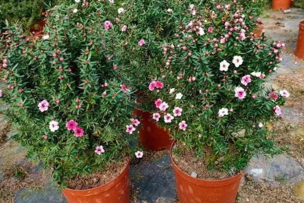 澳洲松红梅怎么养殖，每隔1-2个月追施一次液肥