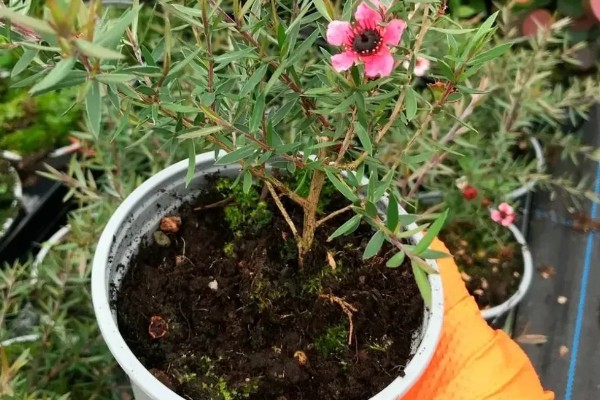 澳洲松红梅怎么养殖，每隔1-2个月追施一次液肥