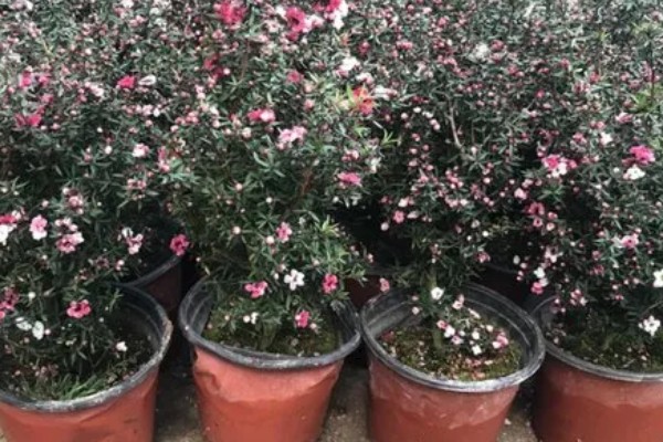 澳洲松红梅怎么养殖，每隔1-2个月追施一次液肥