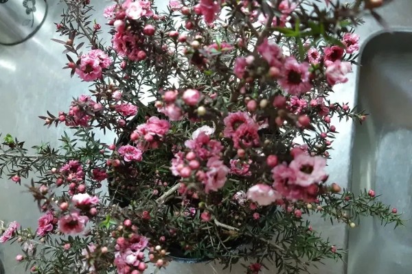 澳洲松红梅怎么养殖，每隔1-2个月追施一次液肥