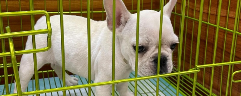 法斗犬如何训练大小便，可采用语言或食物奖励训练方法