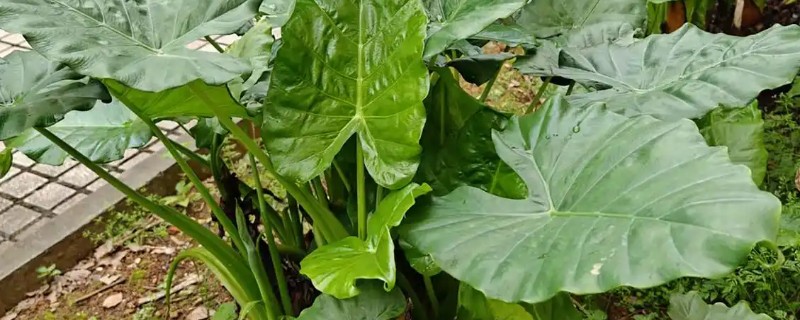 滴水观音开花的寓意，寓意福运满满、平安幸福等